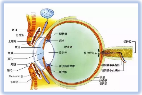 中昊全光谱系列主题